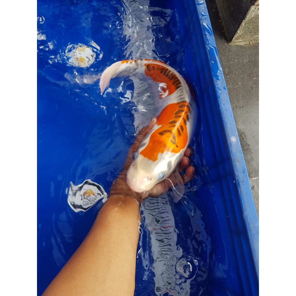 KUJAKU DOITSU SIZE 45CM