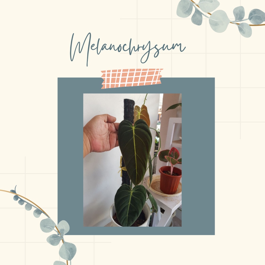 Philodendron Melanochrysum Tanaman Hias koleksi  Philo Melanochrysum