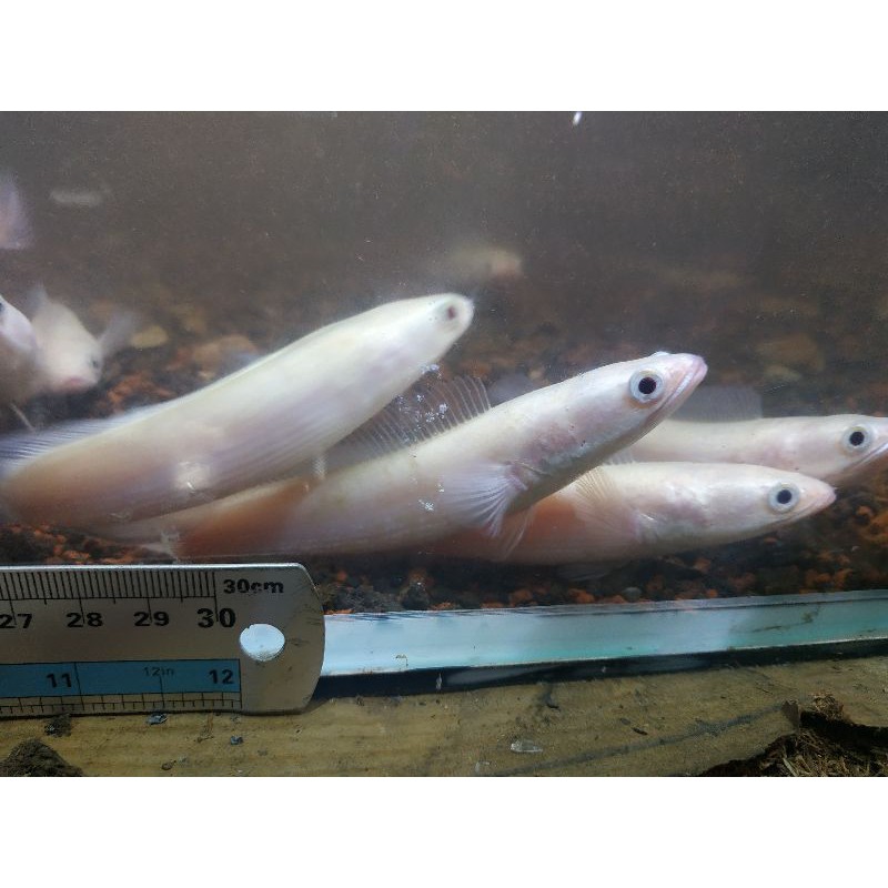 chana striata albino 12-13cm