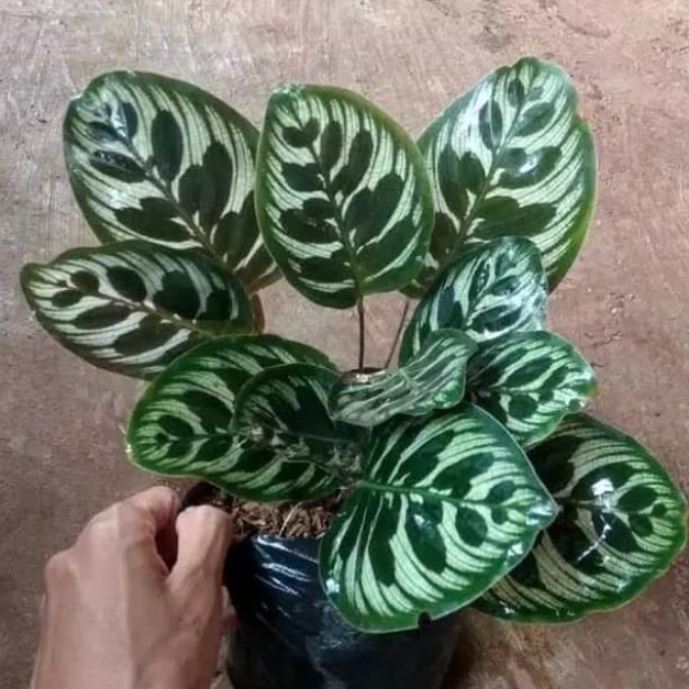 tanaman hias bulu merak besar