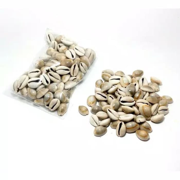 

Unik kerang biji congklak isi 105 biji terbaik