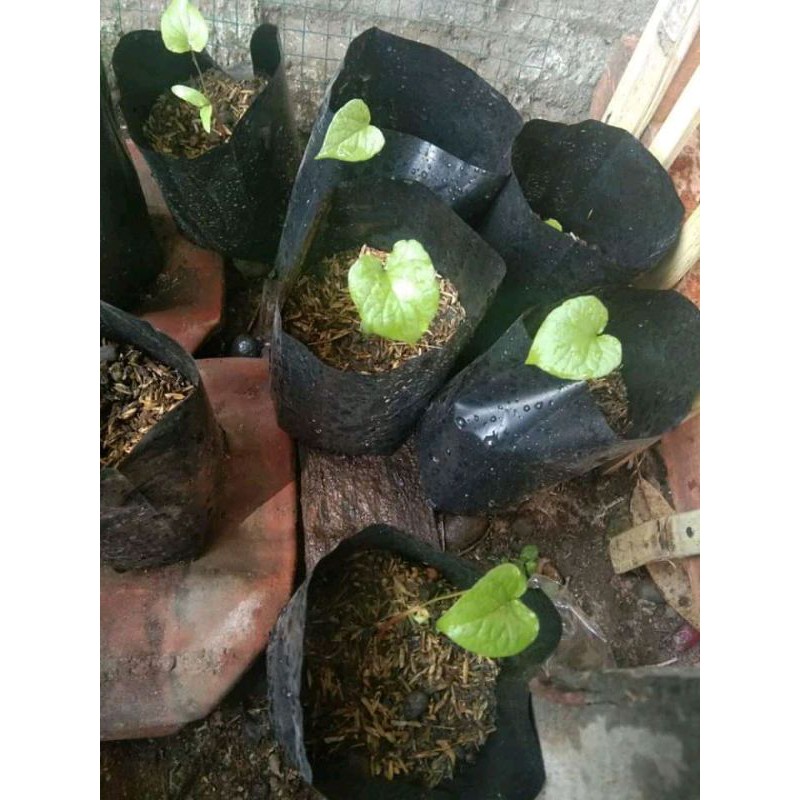 biji bunga air mata pengantin