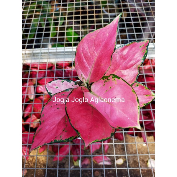 Red Venus Aglaonema