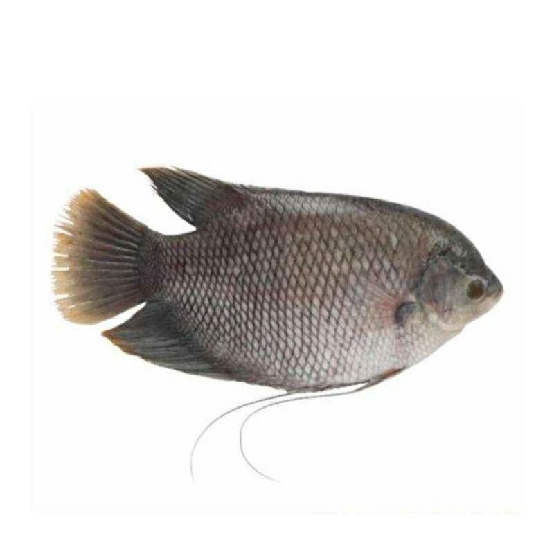 

IKAN GURAME PER EKOR