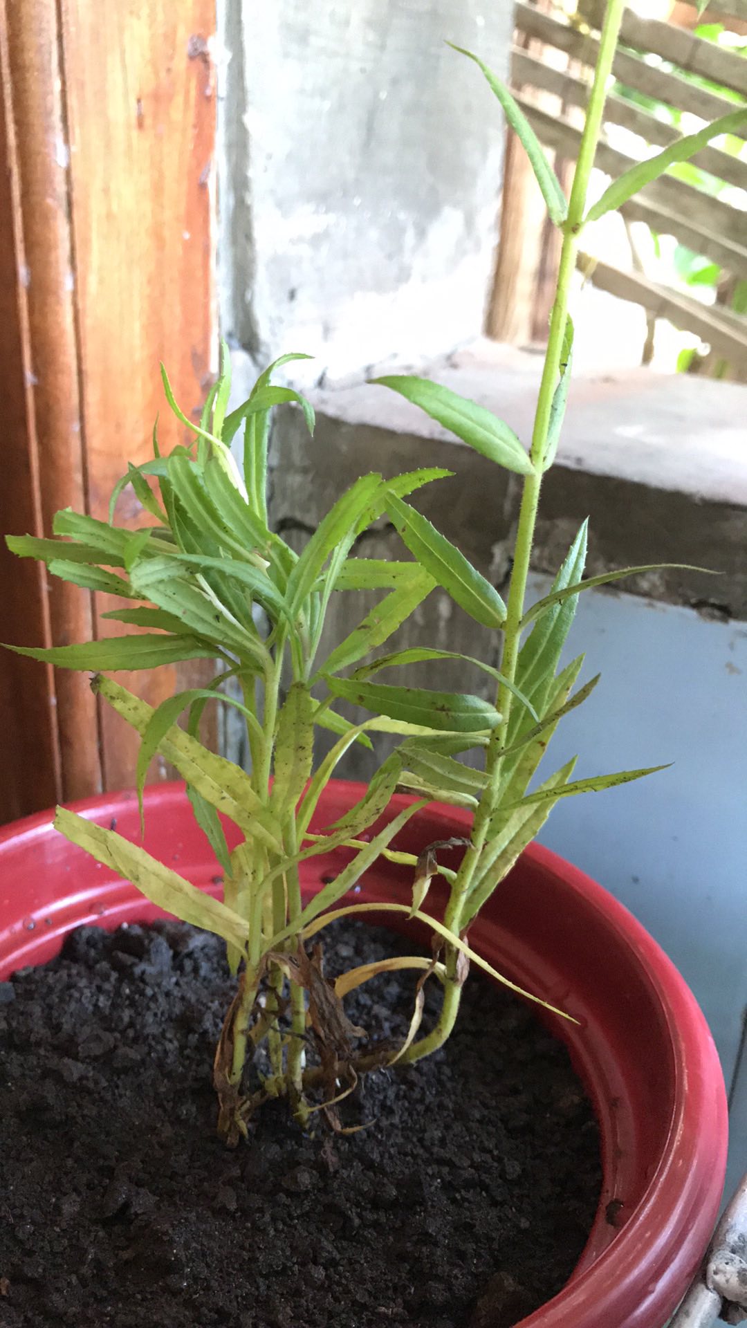 Tanaman Bunga Lavender Tanaman Pengusir Nyamuk