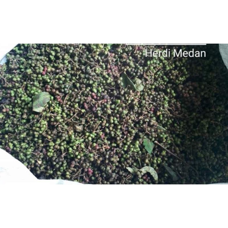 

Andaliman segar#Andaliman fresh#Andaliman hijau