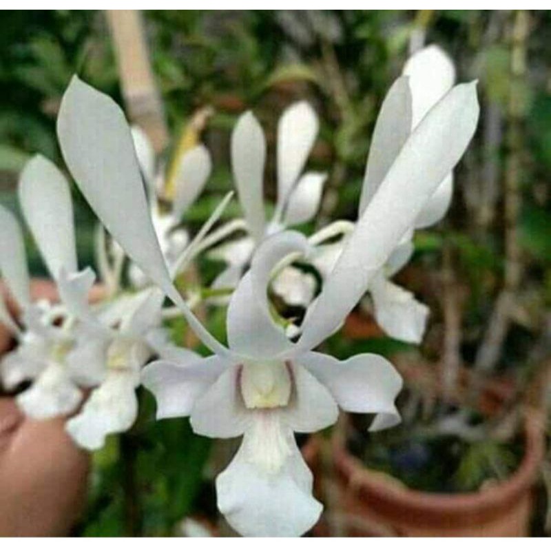 Dendrobium capung jawa