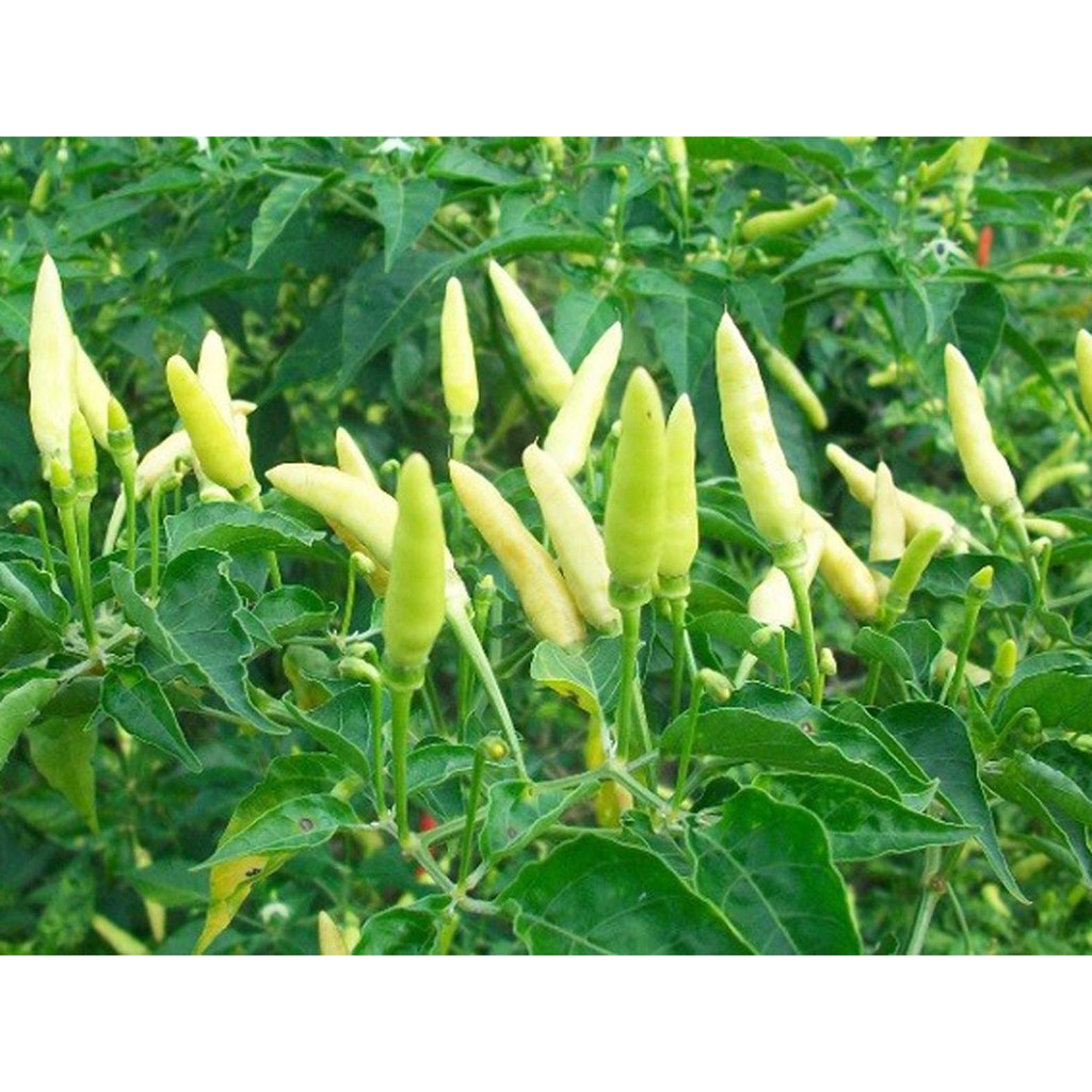 Biji Cabe Rawit Putih Tegak Eceran Cocok Dataran Rendah Tinggi - Bibit Cabe Rawit Putih Tegak - COD