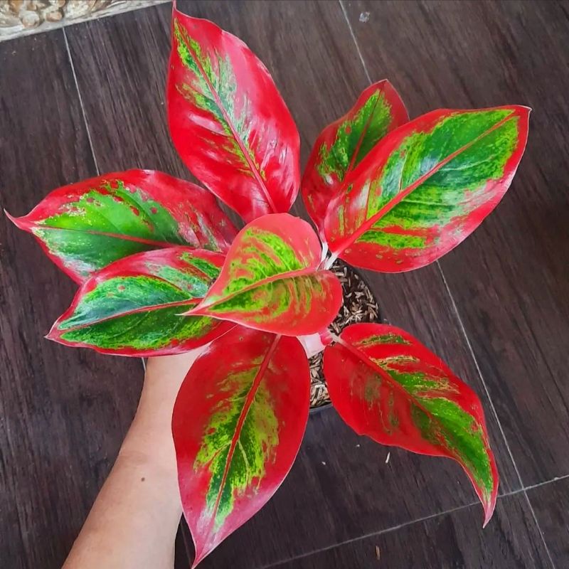 Aglonema red lipstik siam aurora (Tanaman hias aglaonema red lipstik siam aurora) - tanaman hias hidup - bunga hidup - bunga aglonema - aglaonema merah - aglonema merah - aglaonema murah - aglonema murah