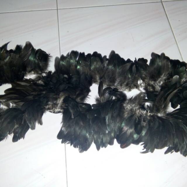 Bulu ayam punggung ori hitam dijual per meter