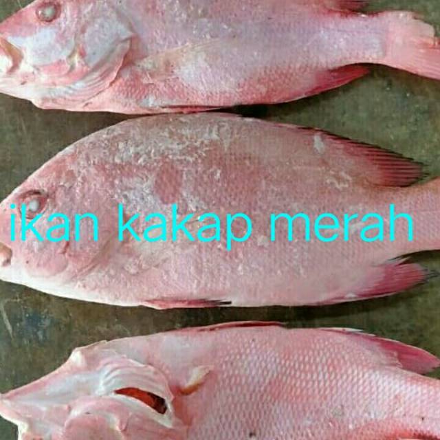 

Ikan laut kakap merah (berat 1 kg -1,3 kg)
