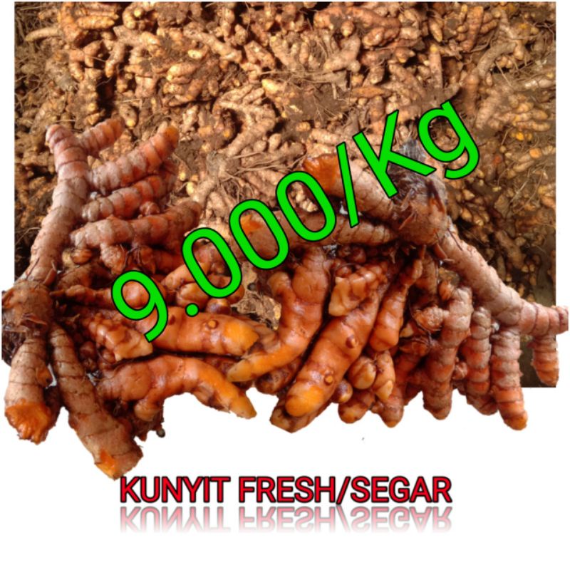 

KUNYIT ORGANIK FRESH/SEGAR LANGSUNG DARI KEBUN