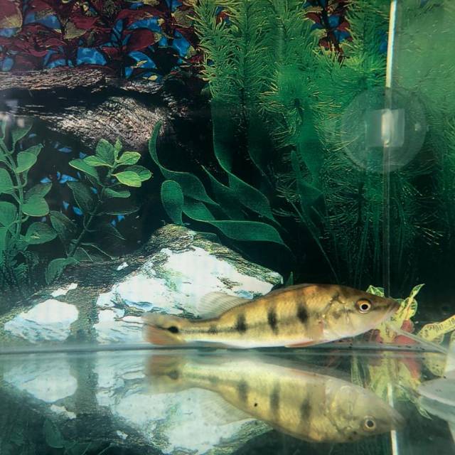 Pbass monoculus Pbass Mono