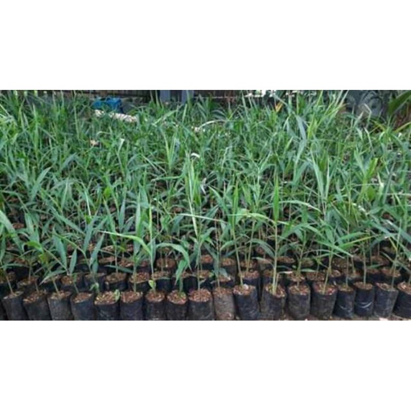 

Bibit jahe merah super murah meriah