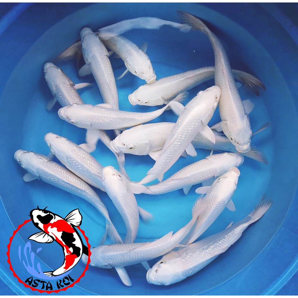 Ikan Koi Platinum Ogon