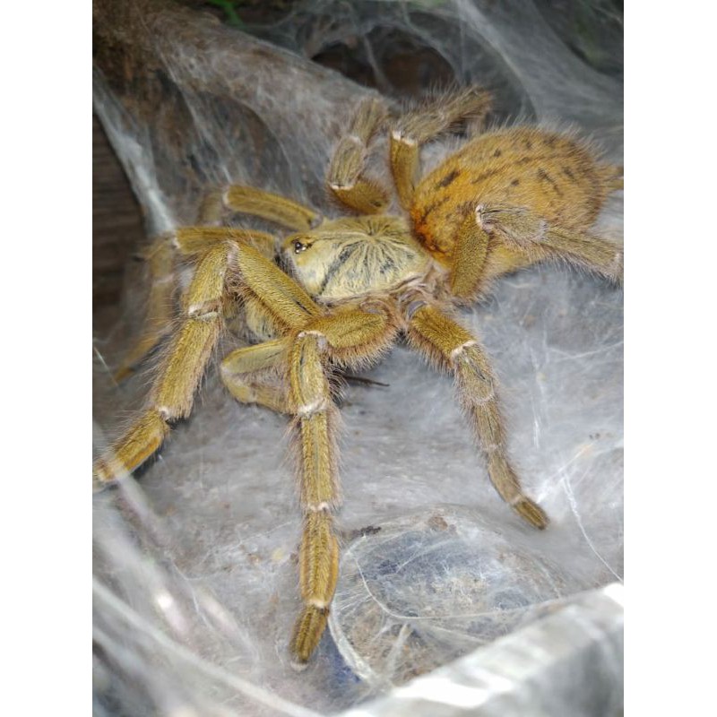 OBT (Orange baboon tarantula)