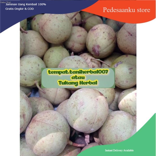 

Buah pala fresh baru di petih //segar//unggul//murah//terbaru 500gram
