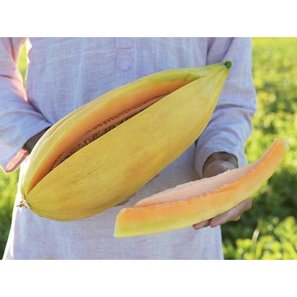 Bibit-Biji Melon Banana Muskmelon (Haira Seed)