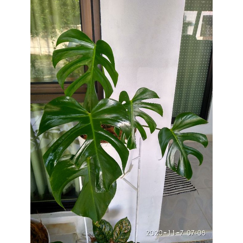 Monstera Deliciosa super jumbo import