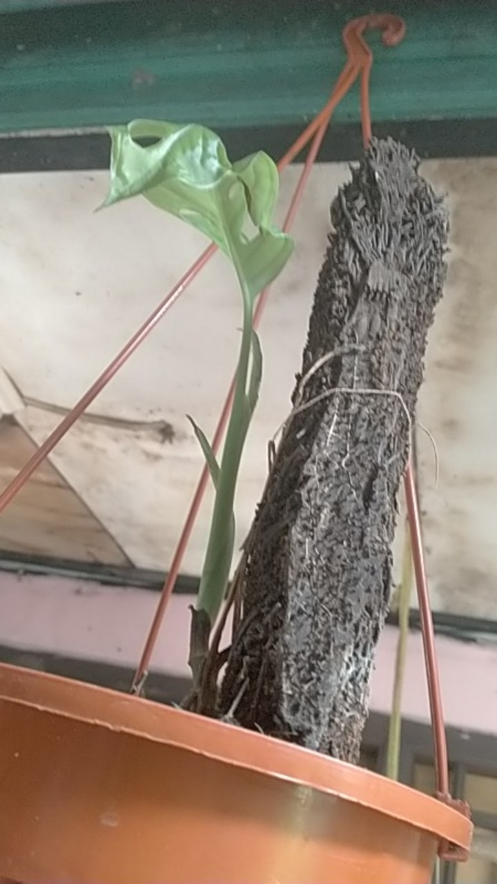 Bibit Strauberi Sudah Tumbuh Dan Berbungga