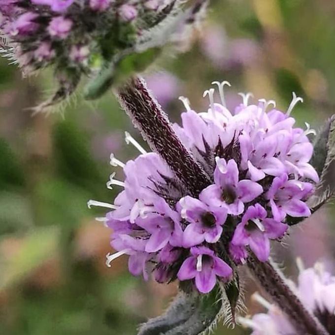 

Yang Dicari] Biji Bunga Mentha Piperita