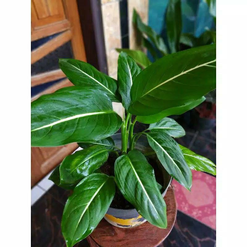Aglonema Hijau Garis Putih Murah