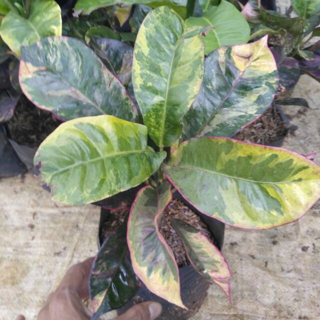 Tanaman hias puring sri langka - tanaman pot puring