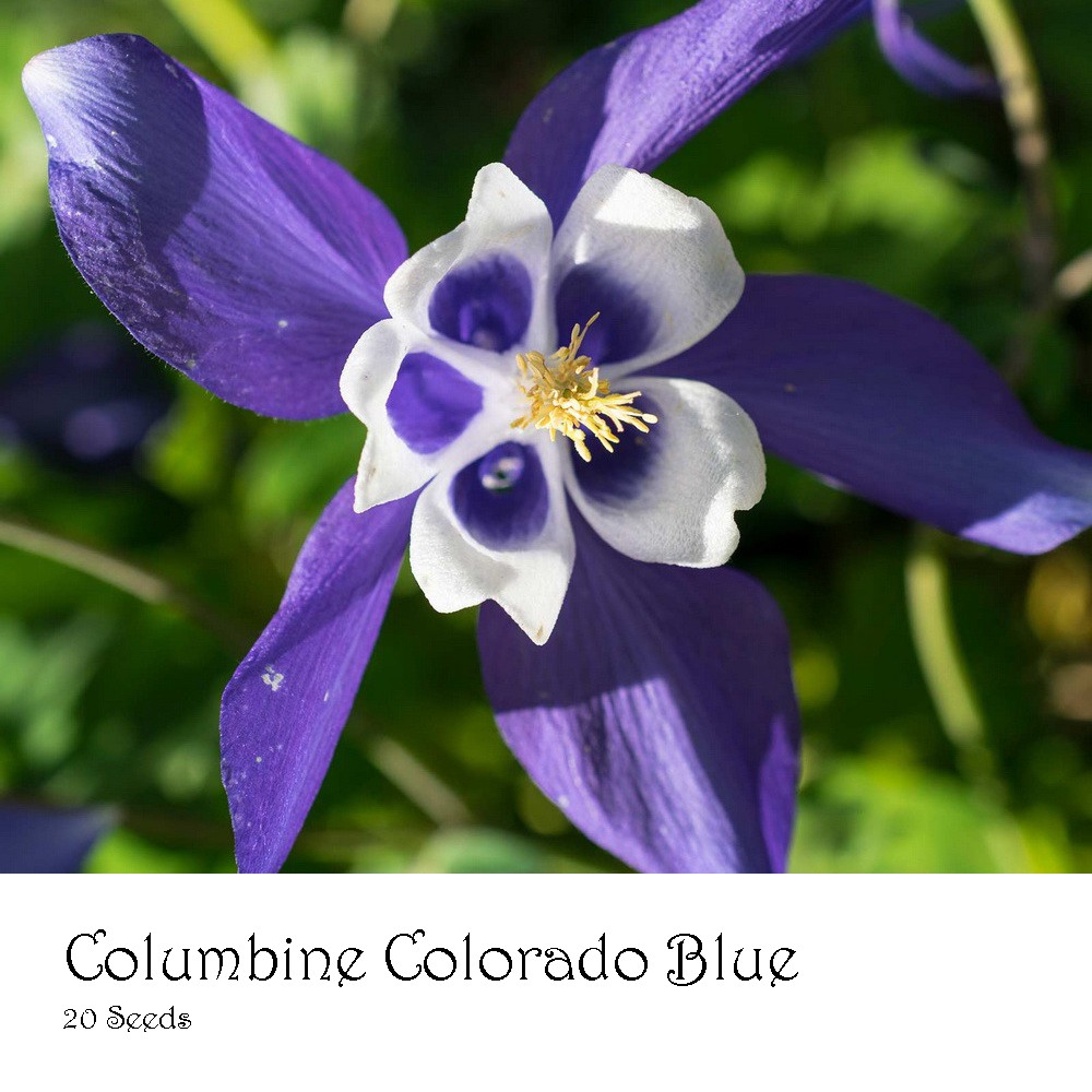 PlantaSeed - 20 Seeds - Columbine Colorado Blue Biji Bunga - PAS0217