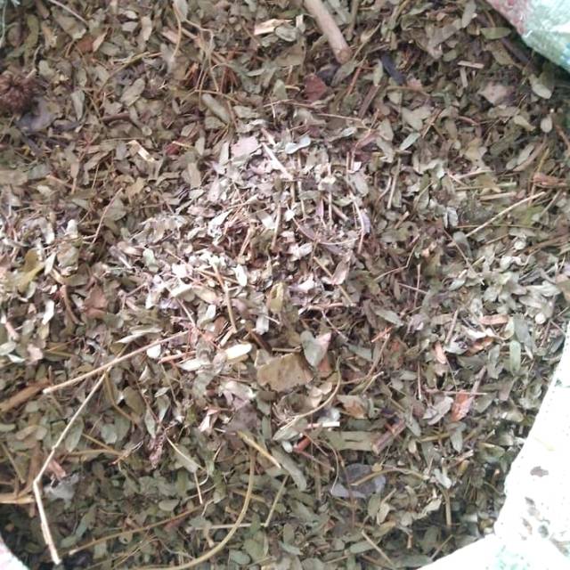 

Daun Sogo Kering 500gr / Daun Saga Kering