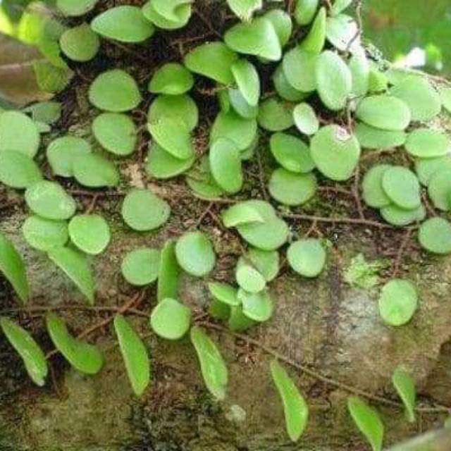 

Daun sisik naga(250gram)