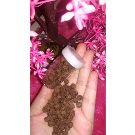 jamu dayak wanita per 100 biji