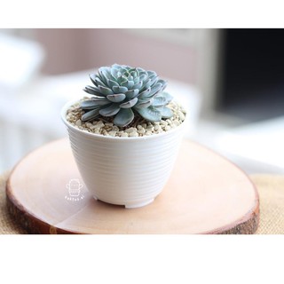 Pasti Puas sukulen minima blue Pot  putih  10cm bunga 