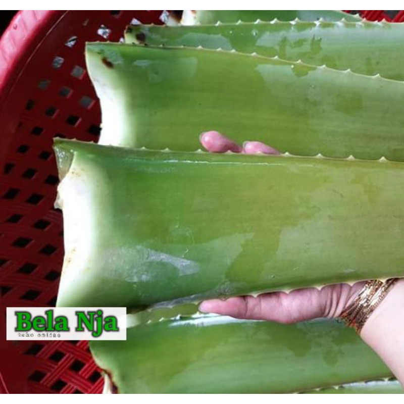 

Pelepah Lidah buaya BARBADENSIS MILLER Organik