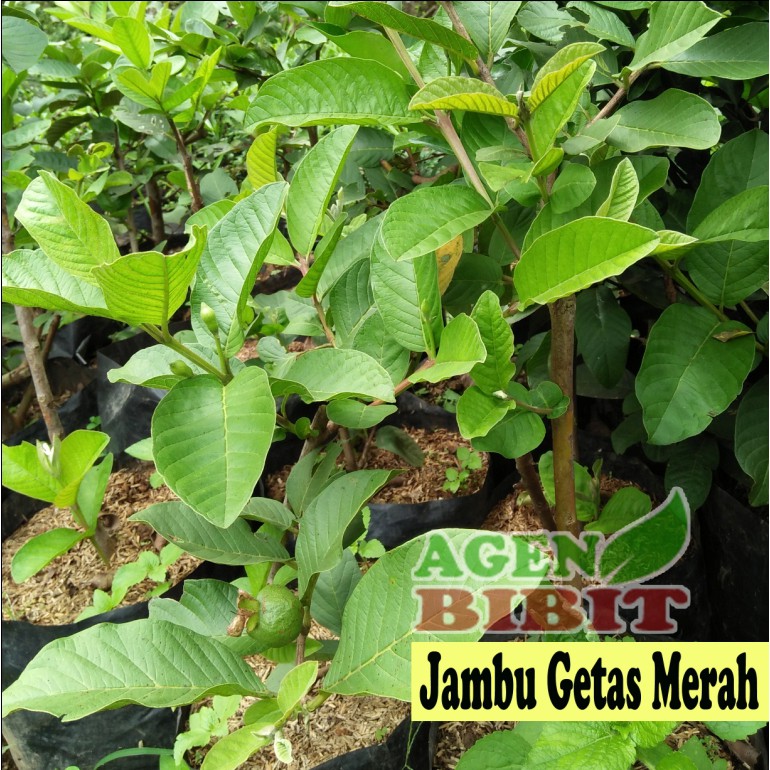 Bibit Jambu Getas Merah - Jambu Biji - Pohon Jambu Biji Merah