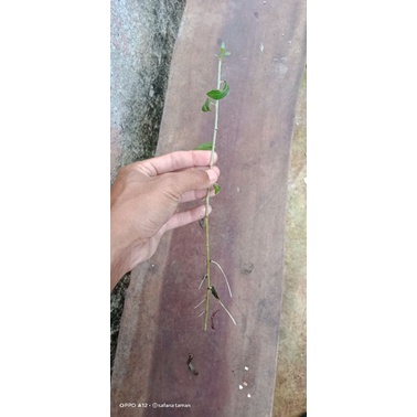 bibit Lee Kwan yew/bibit cuting Lee Kwan yew/tanaman rambat Lee Kwan yew/cuting batang Lee Kwan yew