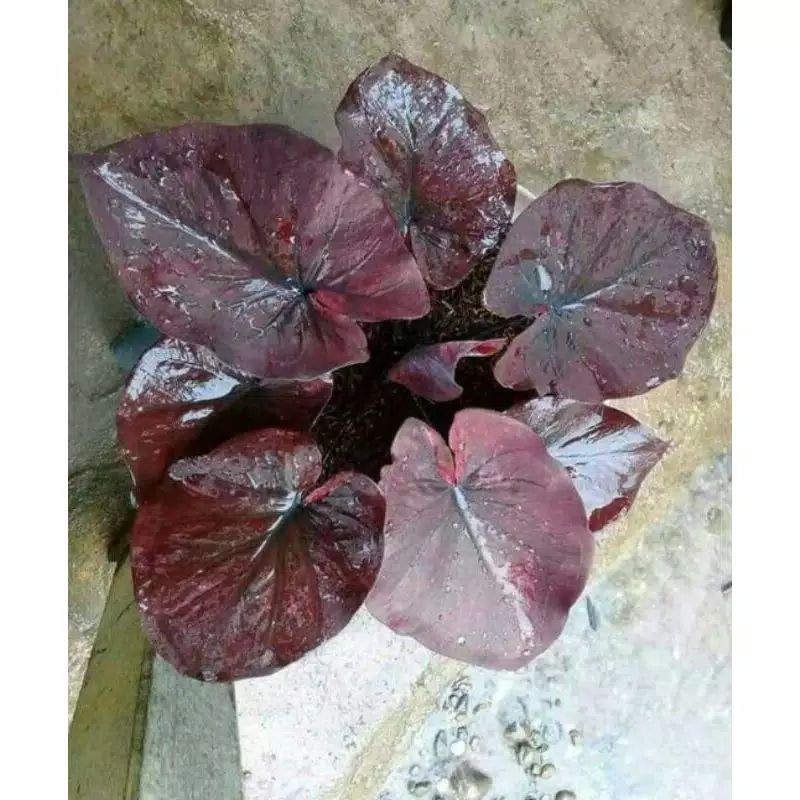 caladium chocolatos / caladium chocolate / keladi cocolate / caladium dark choco