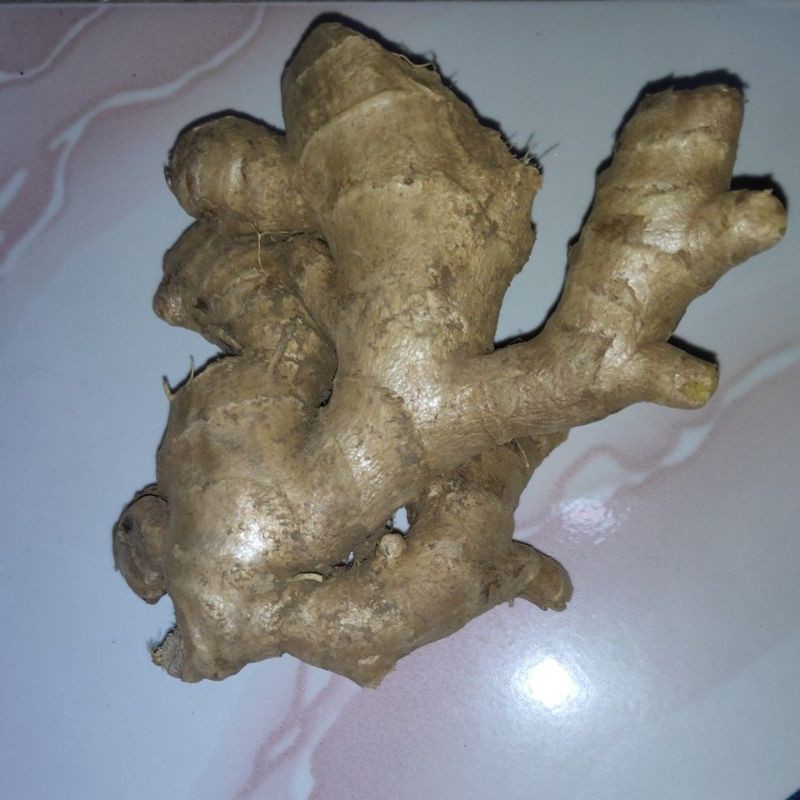 

Anti Virus Jahe Segar (250 gram)