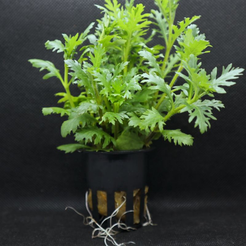 Hygrophila Difformis ( Tanaman Aquascape Tumbuhan Air Hiasan Aquarium Hidup)