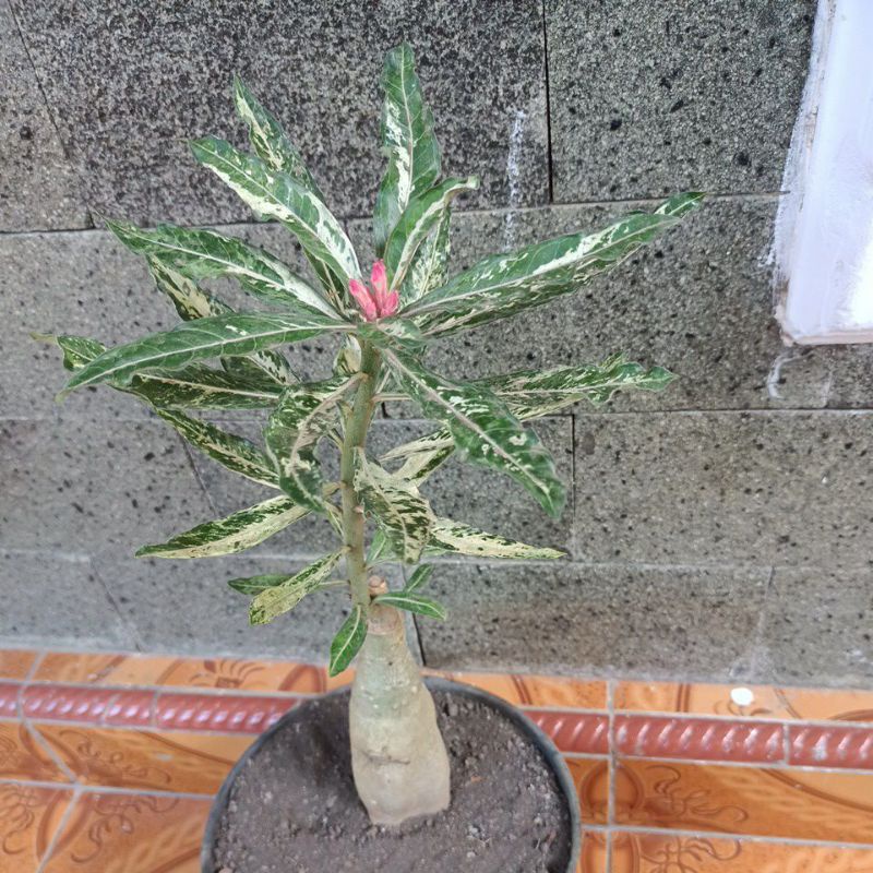 adenium varigata. grafting