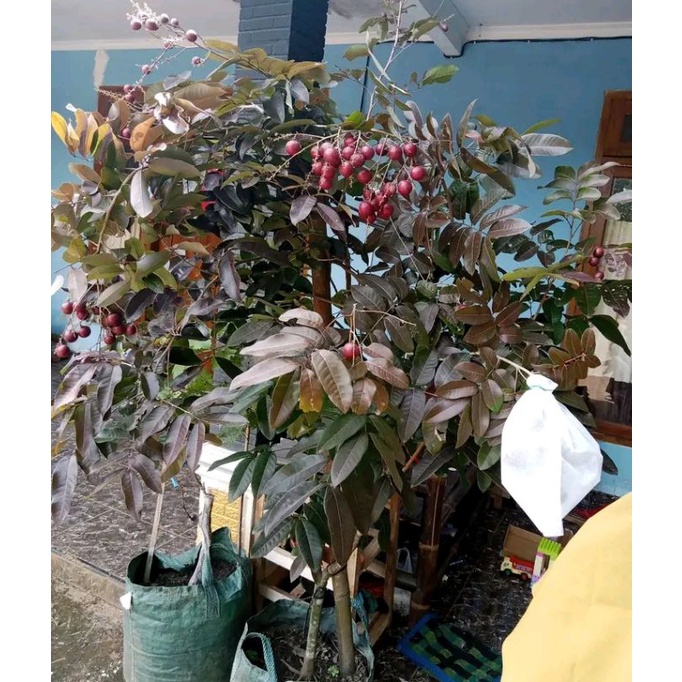 kelengkeng merah okulasi siap berbuah