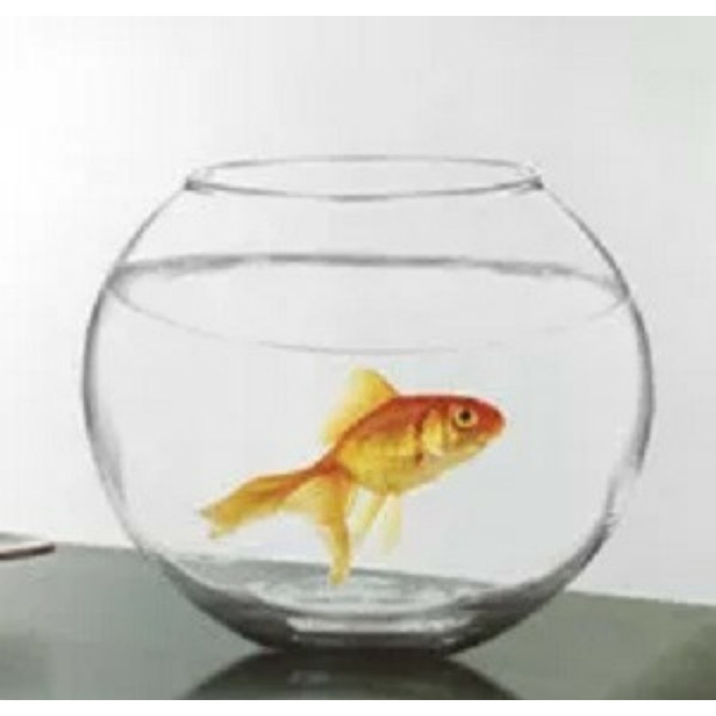 AQUARIUM IKAN CUPANG HIAS LUNA B VAS BUNGA BULAT KACA UKURAN 4 LITER