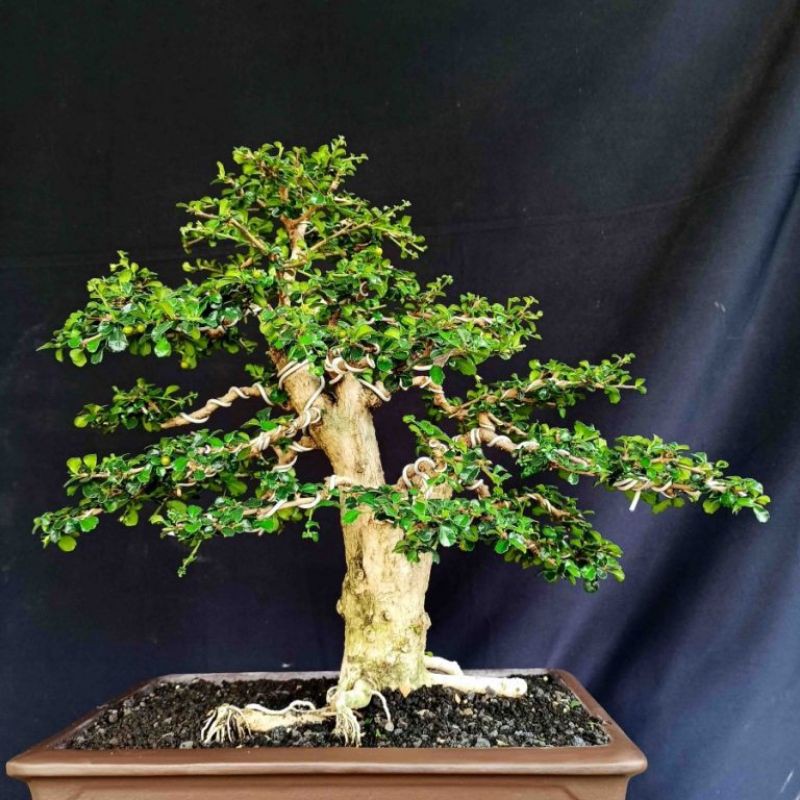 Detail Produk Bonsai Pohon Tanaman Hias Hokianti Mikro Buah Import Style Natural
