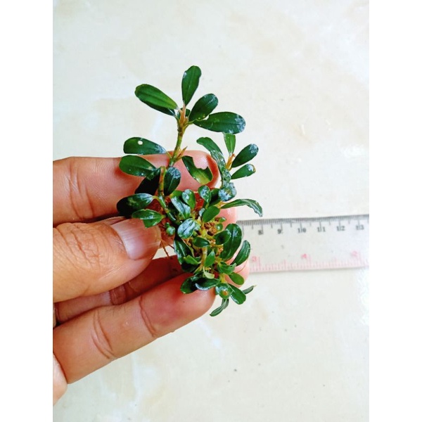 BUCEPHALANDRA MINI/MICRO TANAMAN AQUASCAPE