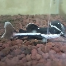 Ikan hias Predator RTC/Catfish,Lele amazon untuk pelengkap akuarium