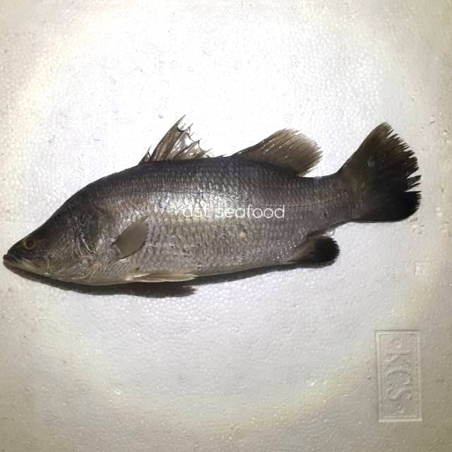 

Ikan Kakap Putih ( Baramundi )