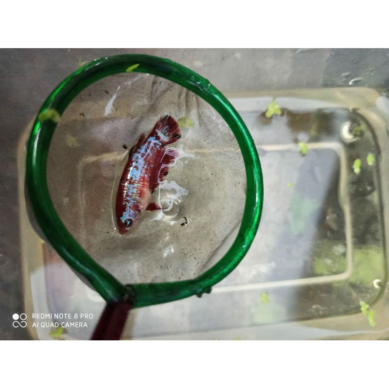 Hiasan aquarium ikan cupang plakat koi galaxy betina