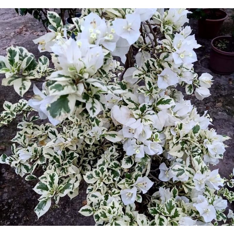 Bugenvil Vera / Kusuma varigata bunga putih