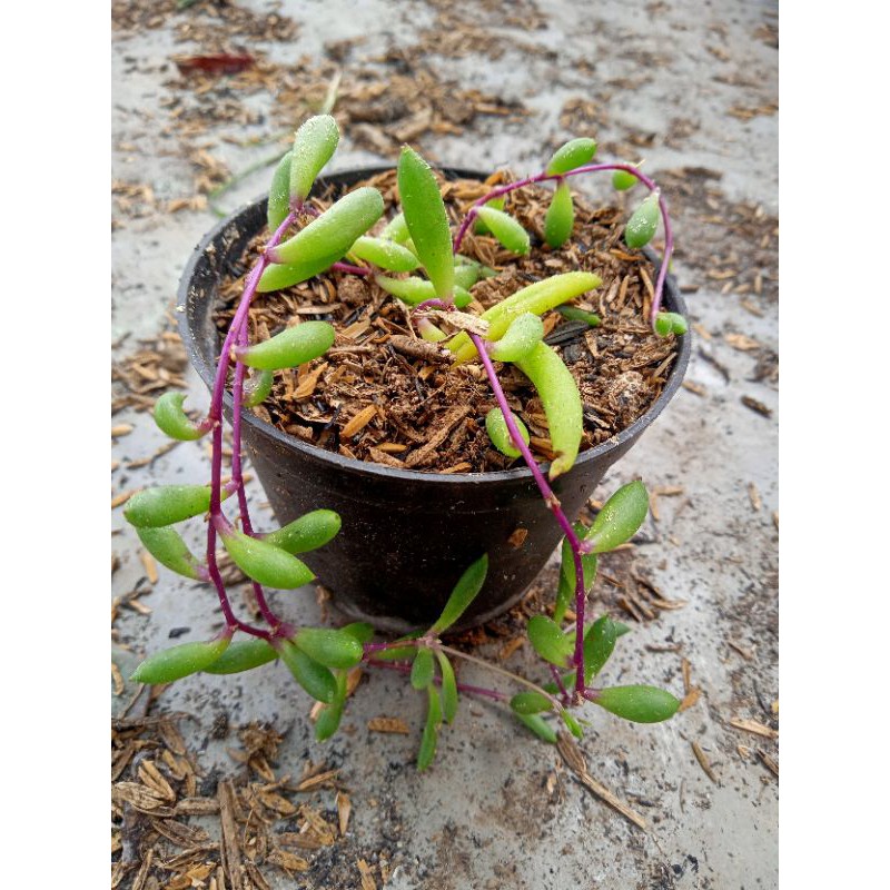 Tanaman Gantung String Of Banana + Free pot