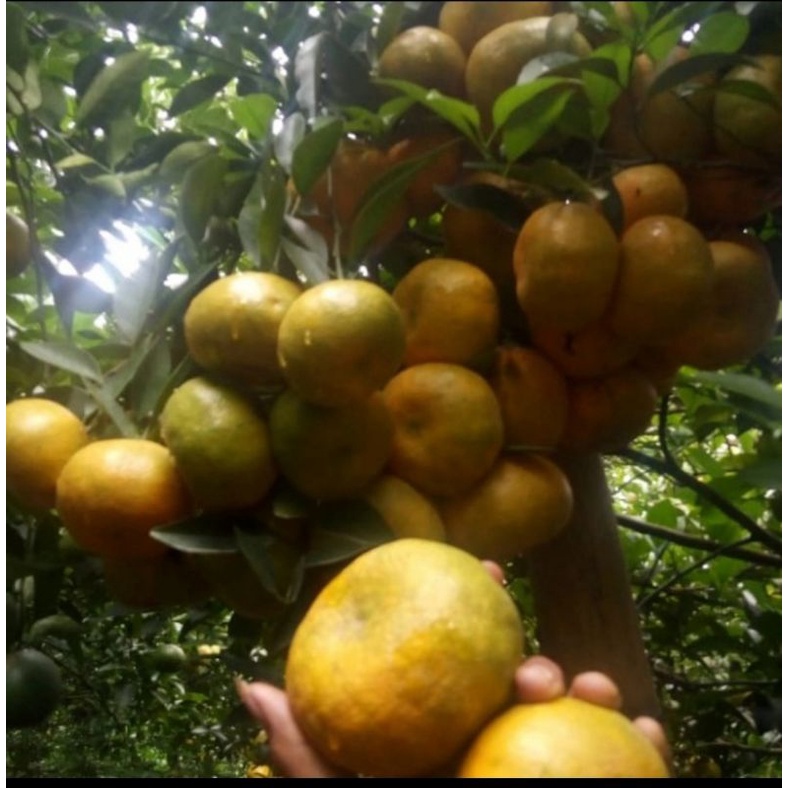 

PALING MURAH JERUK siem(pontianak)Malang1kgFRESH lgsg dr kebunnya