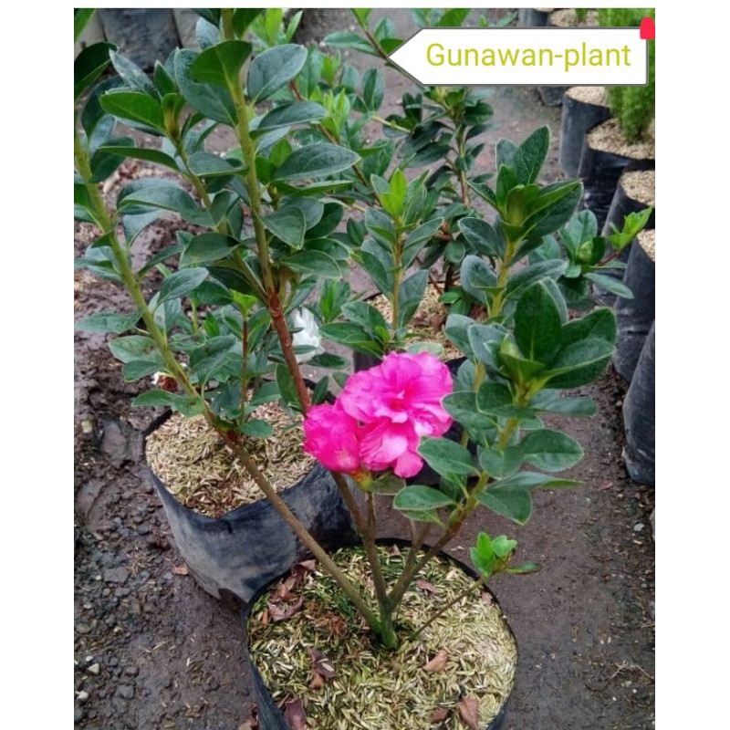 tanaman hias bunga azalea pink-tanaman azalea-pohon azalea-bunga azalea